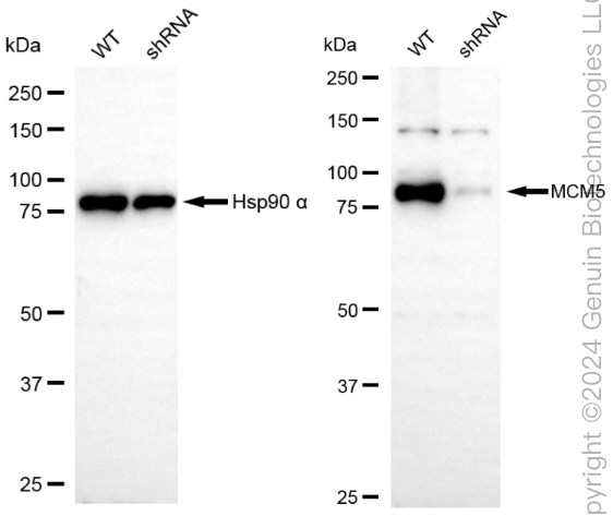 KD-Validated Anti-MCM5 Rabbit Monoclonal Antibody ABG1871