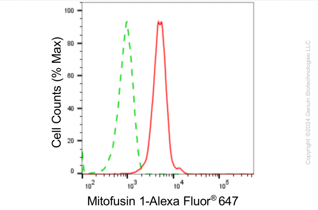 KD-Validated Anti-MFN1 Rabbit Monoclonal Antibody ABG1872