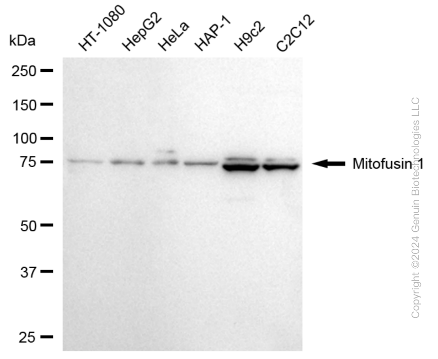 KD-Validated Anti-MFN1 Rabbit Monoclonal Antibody ABG1872