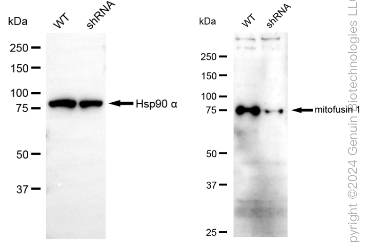 KD-Validated Anti-MFN1 Rabbit Monoclonal Antibody ABG1872