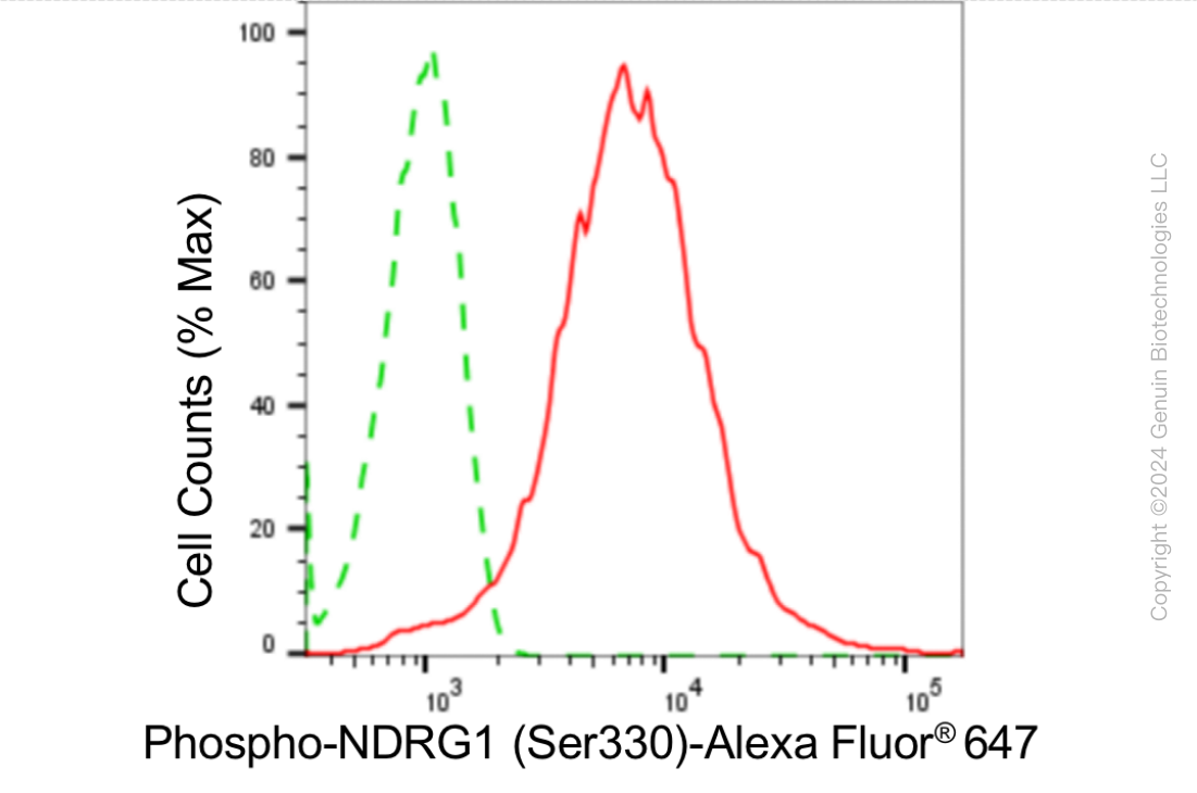 KD-Validated Anti-Phospho-NDRG1 (Ser330) Rabbit Monoclonal Antibody ABG1873