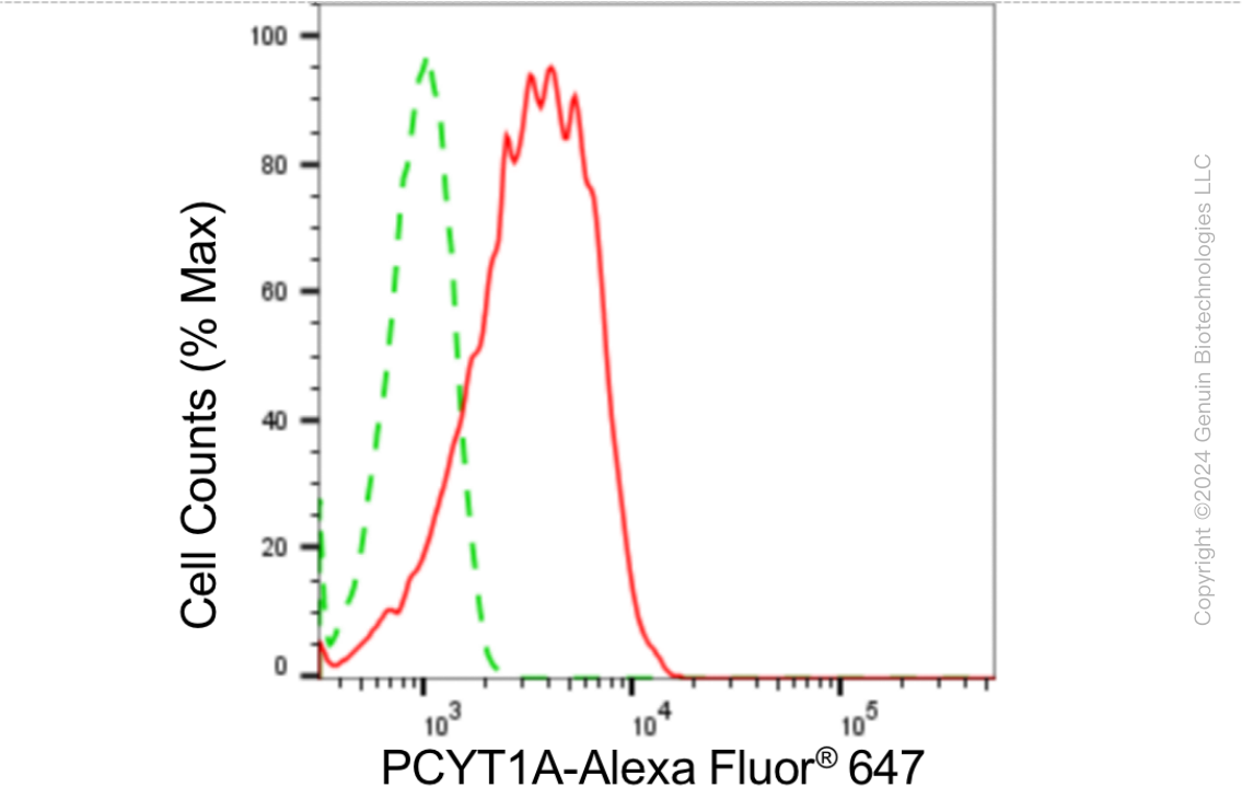 KD-Validated Anti-PCYT1A Rabbit Monoclonal Antibody ABG1875