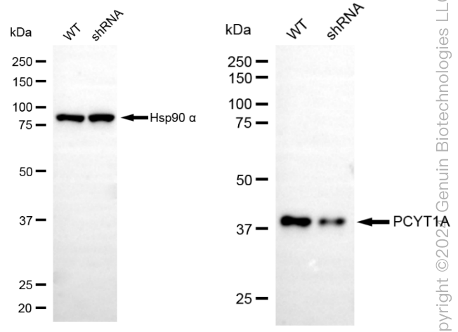 KD-Validated Anti-PCYT1A Rabbit Monoclonal Antibody ABG1875