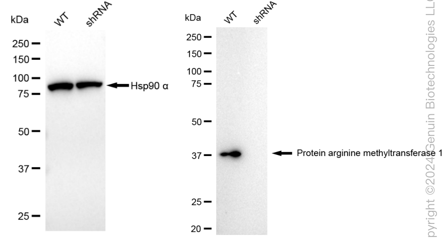 KD-Validated Anti-PRMT1 Rabbit Monoclonal Antibody ABG1876
