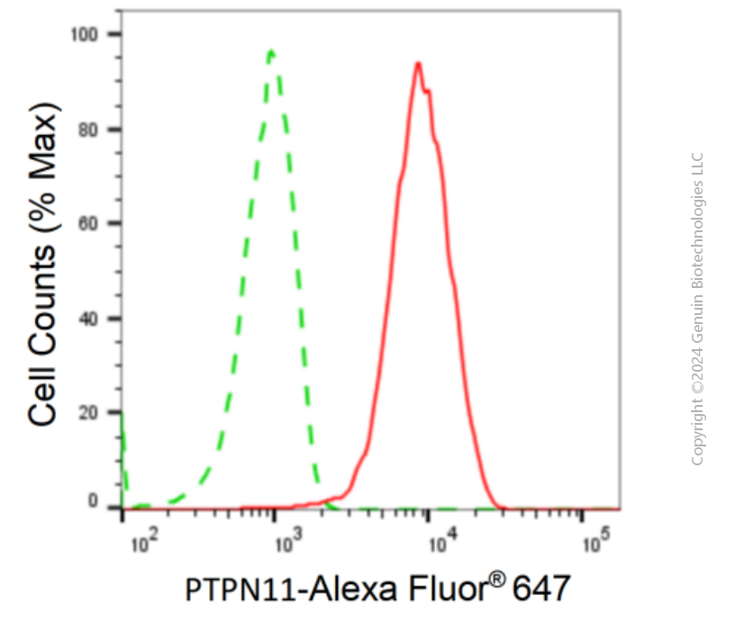 KD-Validated Anti-PTPN11 Rabbit Monoclonal Antibody ABG1877