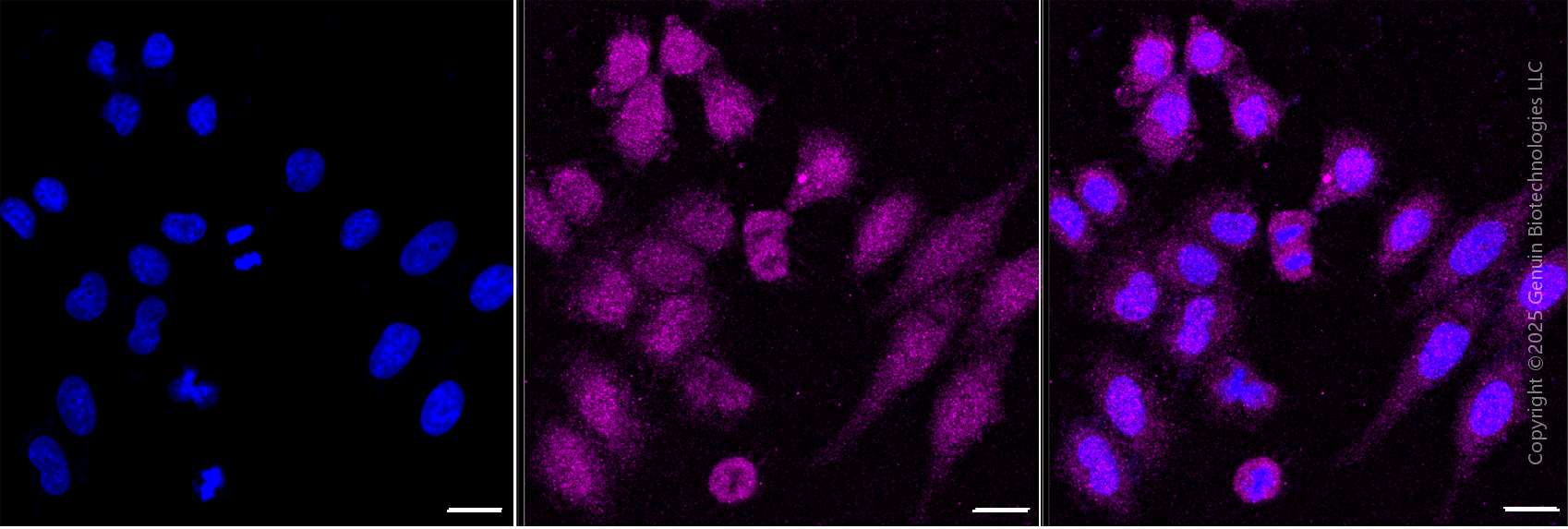 KD-Validated Anti-PTPN11 Rabbit Monoclonal Antibody ABG1877