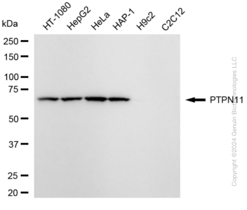 KD-Validated Anti-PTPN11 Rabbit Monoclonal Antibody ABG1877