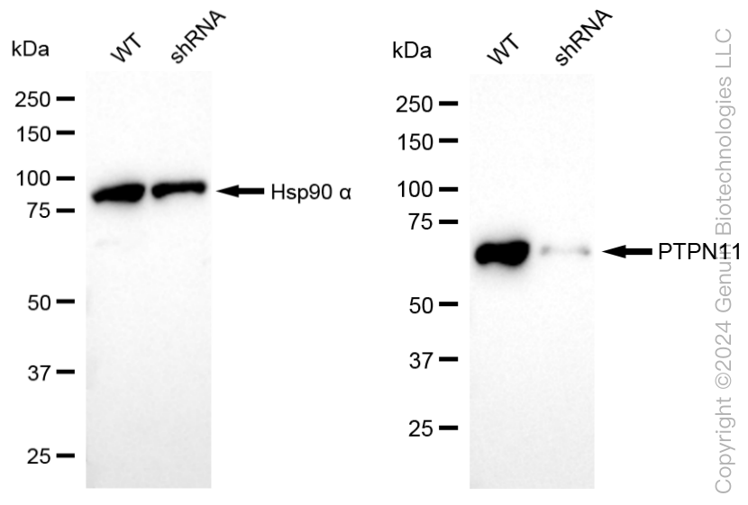 KD-Validated Anti-PTPN11 Rabbit Monoclonal Antibody ABG1877
