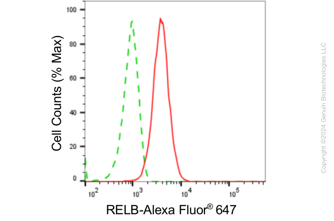 KD-Validated Anti-RELB Rabbit Monoclonal Antibody ABG1878