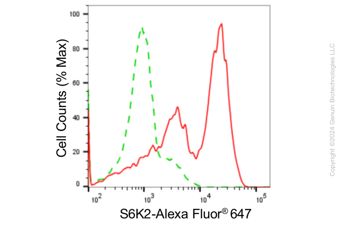 KD-Validated Anti-Ribosomal Protein S6 Kinase B2 Rabbit Monoclonal Antibody ABG1879