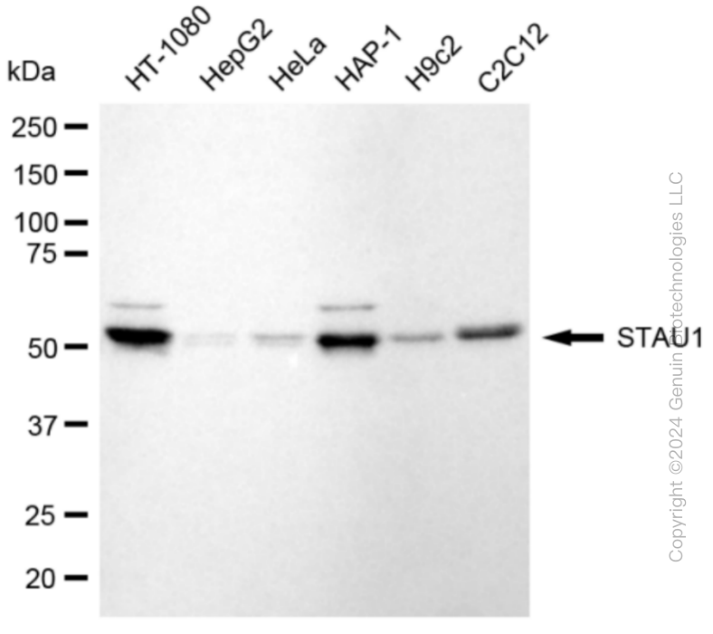 KD-Validated Anti-STAU1 Rabbit Monoclonal Antibody ABG1880