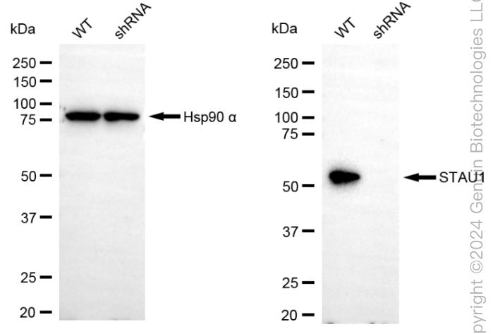 KD-Validated Anti-STAU1 Rabbit Monoclonal Antibody ABG1880