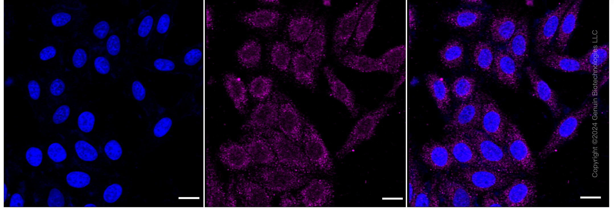 KD-Validated Anti-TIMM50 Rabbit Monoclonal Antibody ABG1881