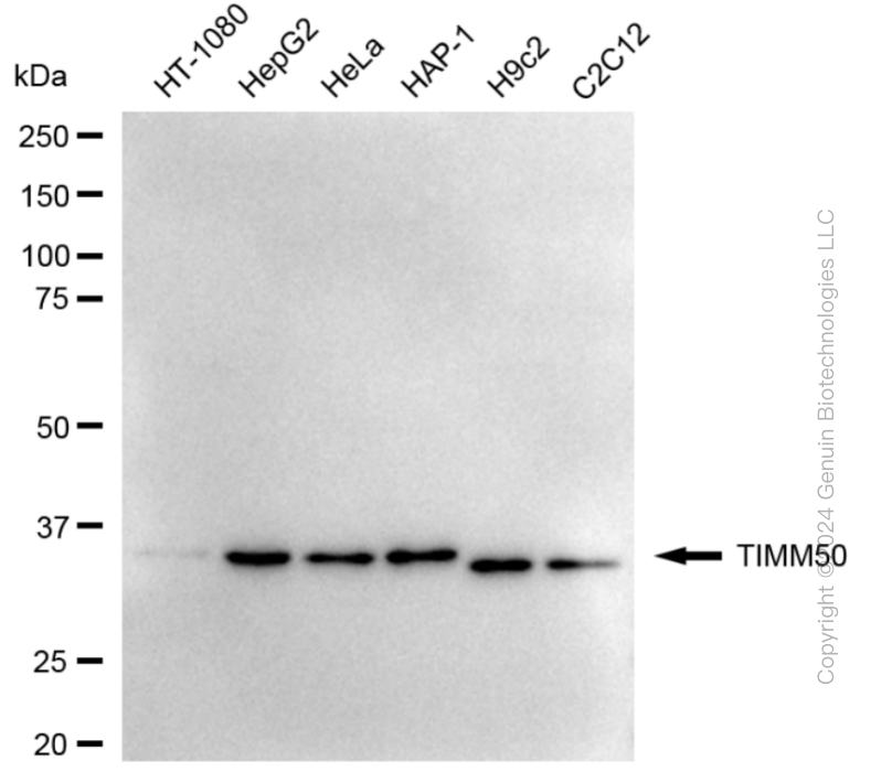 KD-Validated Anti-TIMM50 Rabbit Monoclonal Antibody ABG1881