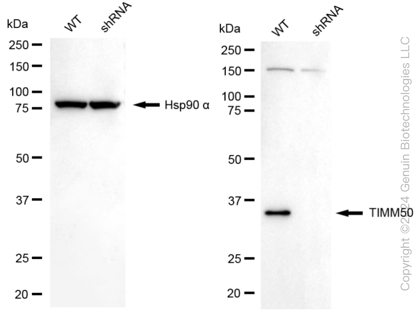 KD-Validated Anti-TIMM50 Rabbit Monoclonal Antibody ABG1881