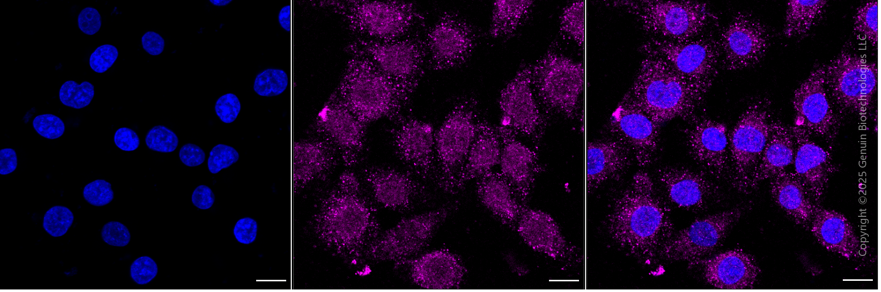 KD-Validated Anti-BCL2 Like 1 Rabbit Monoclonal Antibody ABG1882