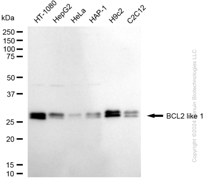 KD-Validated Anti-BCL2 Like 1 Rabbit Monoclonal Antibody ABG1882
