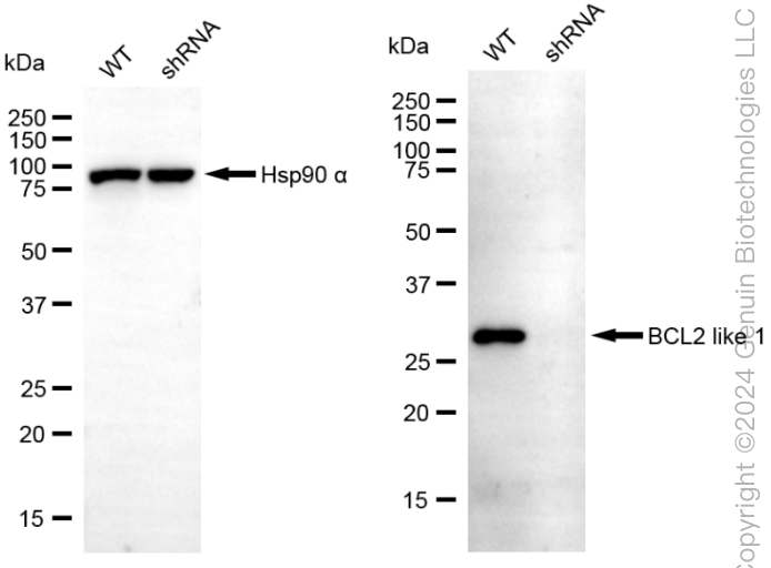 KD-Validated Anti-BCL2 Like 1 Rabbit Monoclonal Antibody ABG1882