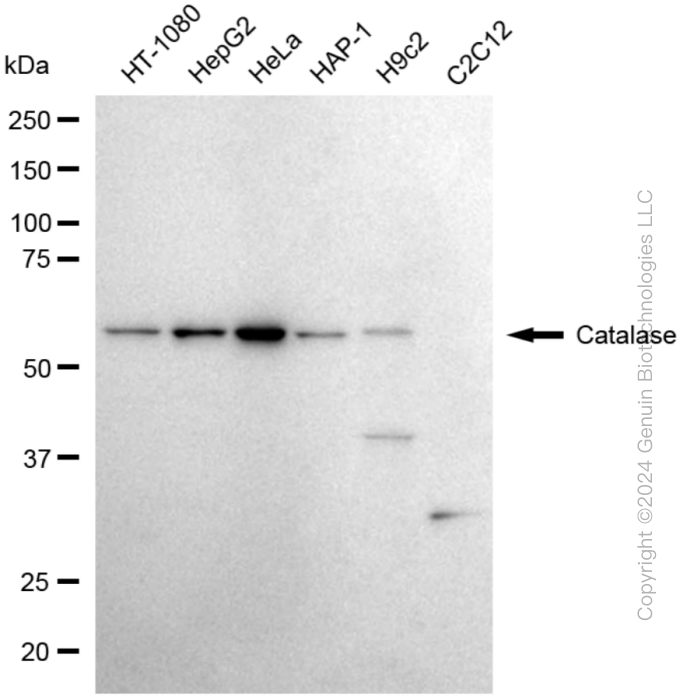 KD-Validated Anti-Catalase Rabbit Monoclonal Antibody ABG1883