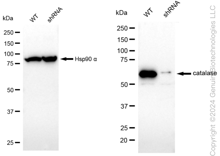 KD-Validated Anti-Catalase Rabbit Monoclonal Antibody ABG1883