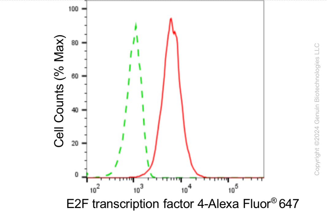 KD-Validated Anti-E2F Transcription Factor 4 Rabbit Monoclonal Antibody ABG1884