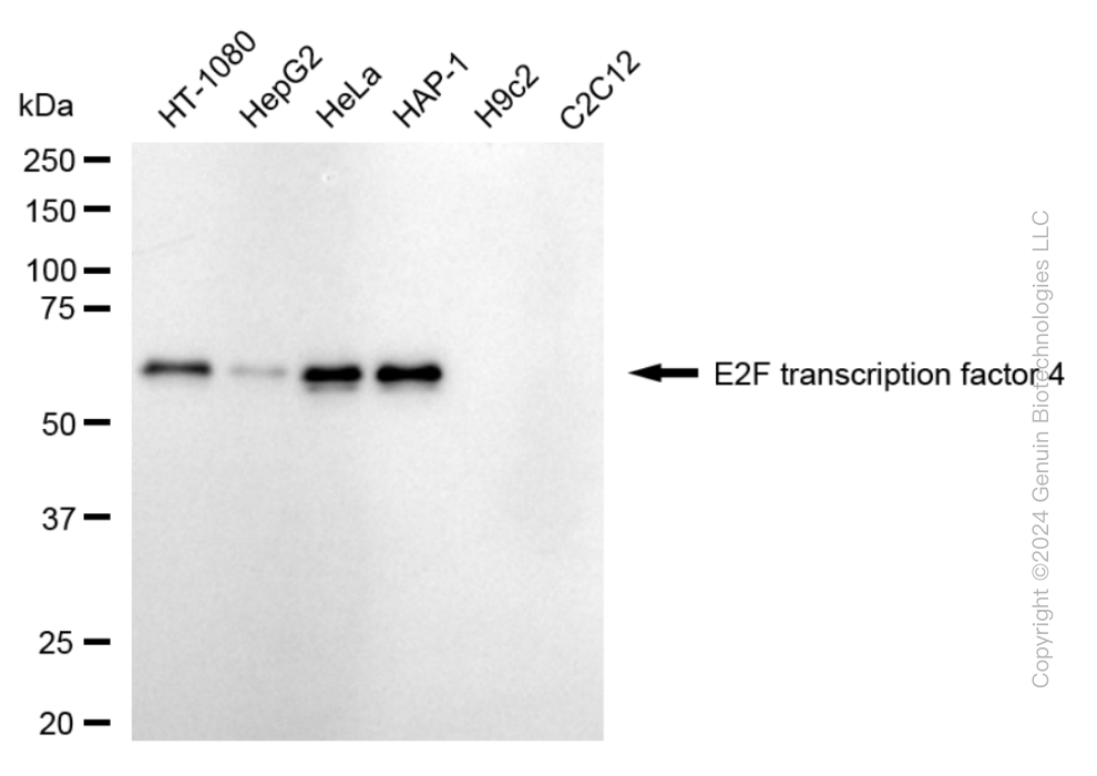 KD-Validated Anti-E2F Transcription Factor 4 Rabbit Monoclonal Antibody ABG1884