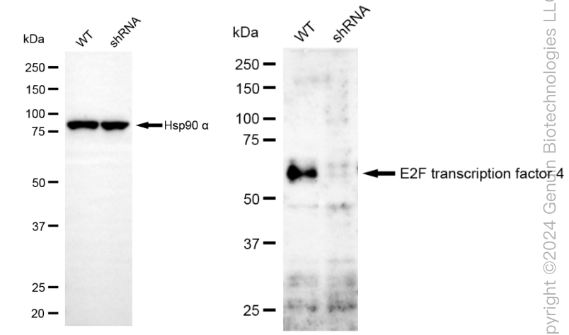 KD-Validated Anti-E2F Transcription Factor 4 Rabbit Monoclonal Antibody ABG1884