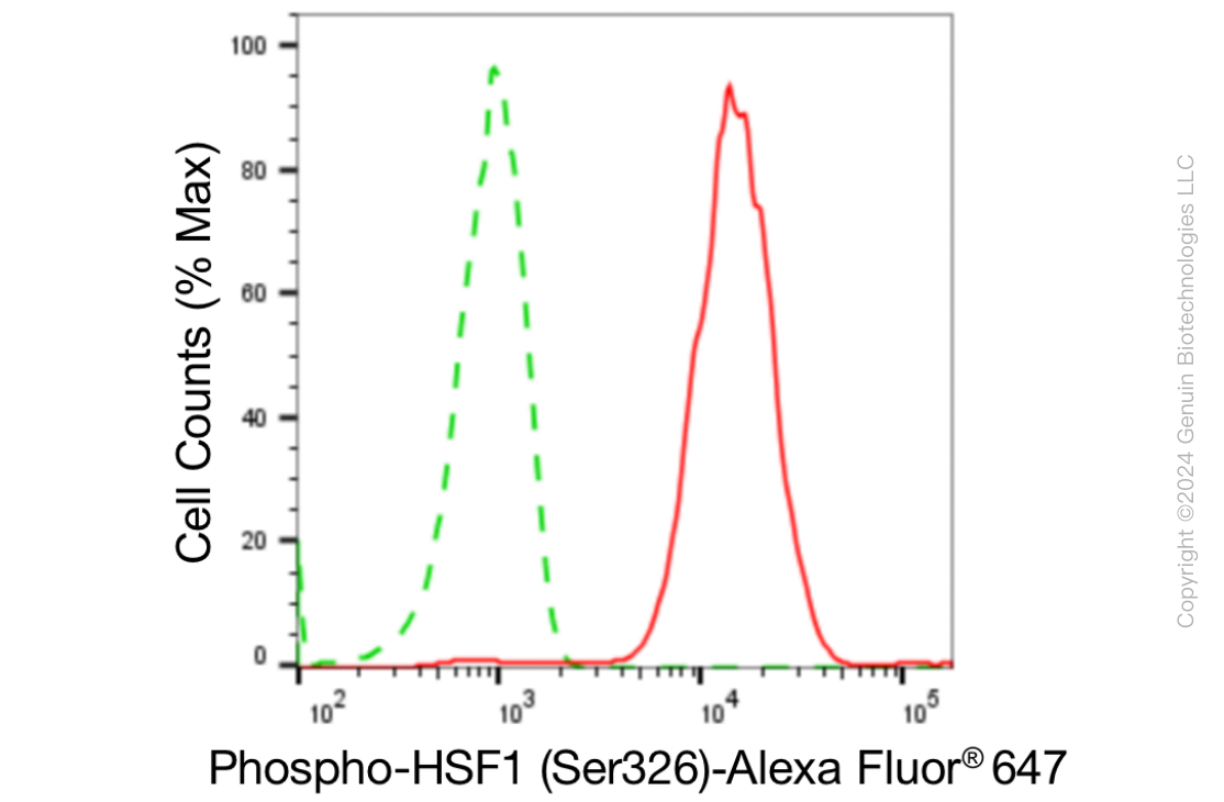 KD-Validated Anti-Phospho-HSF1 (Ser326) Rabbit Monoclonal Antibody ABG1885