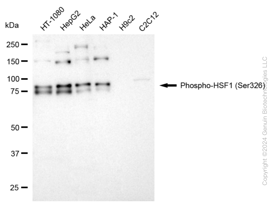 KD-Validated Anti-Phospho-HSF1 (Ser326) Rabbit Monoclonal Antibody ABG1885