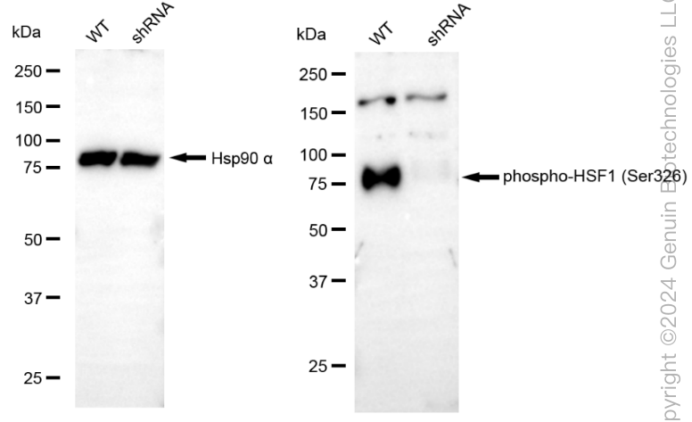 KD-Validated Anti-Phospho-HSF1 (Ser326) Rabbit Monoclonal Antibody ABG1885