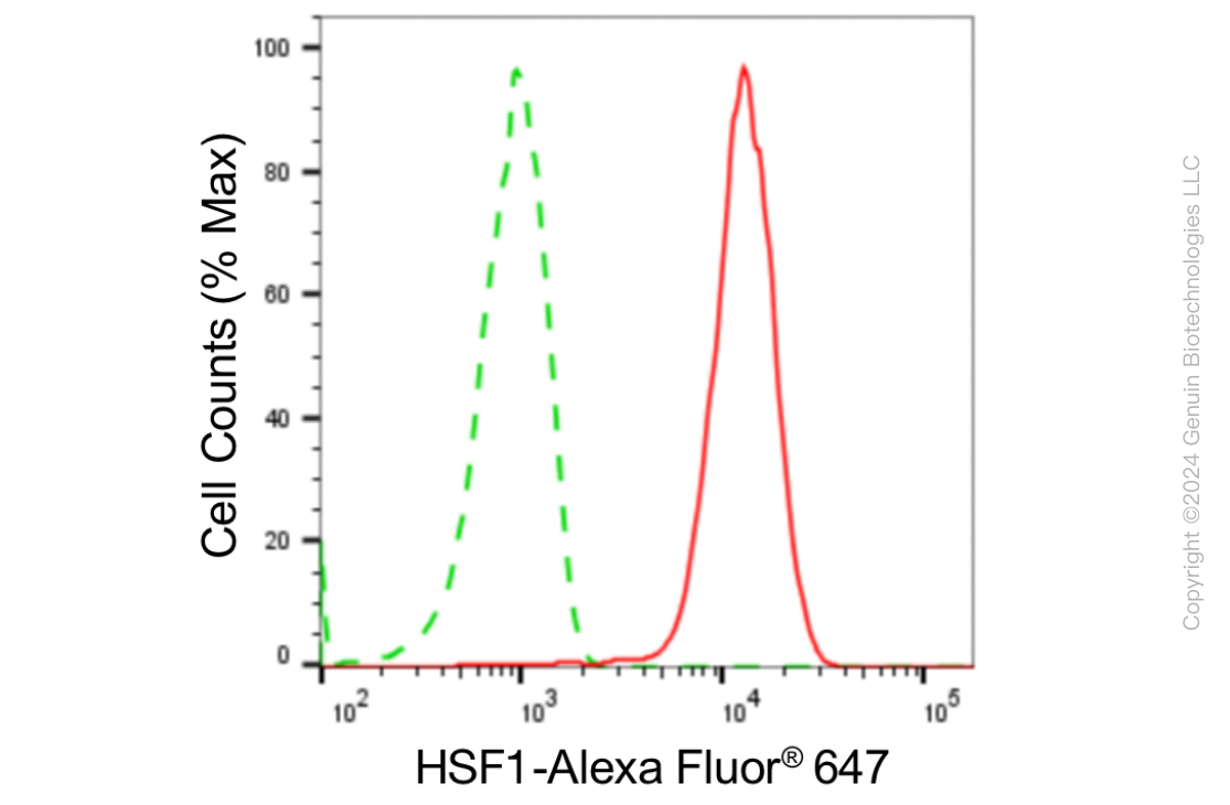 KD-Validated Anti-Heat Shock Transcription Factor 1 Rabbit Monoclonal Antibody ABG1886