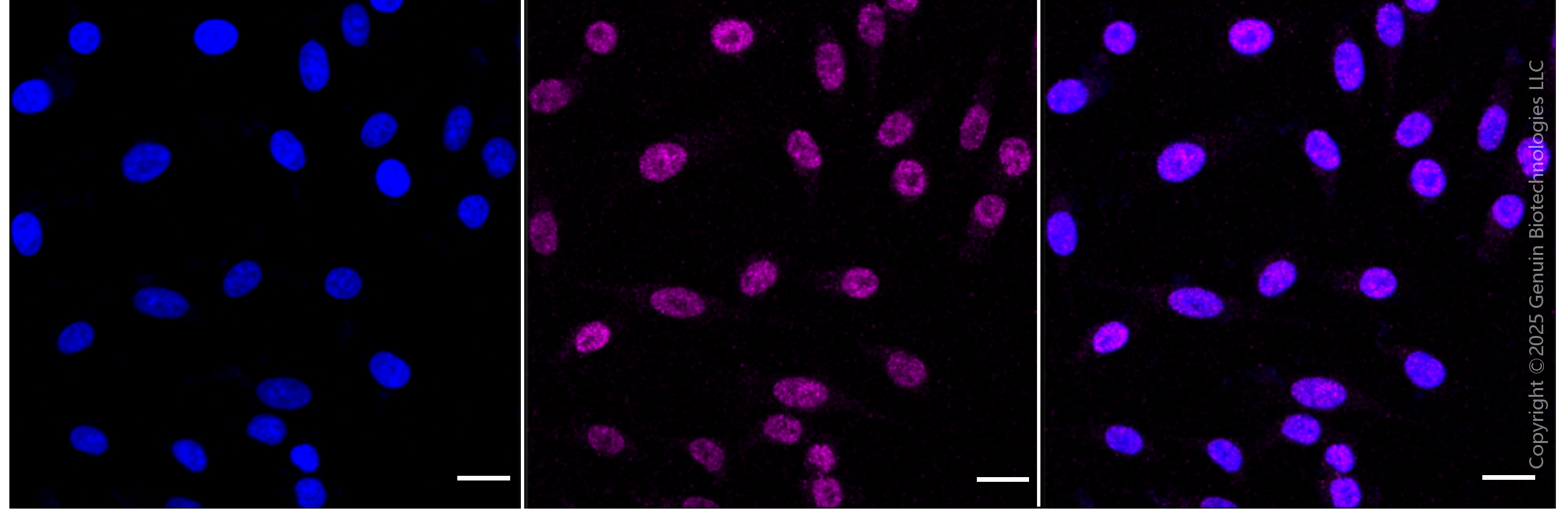 KD-Validated Anti-Heat Shock Transcription Factor 1 Rabbit Monoclonal Antibody ABG1886