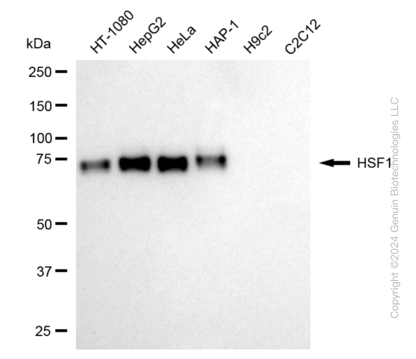 KD-Validated Anti-Heat Shock Transcription Factor 1 Rabbit Monoclonal Antibody ABG1886