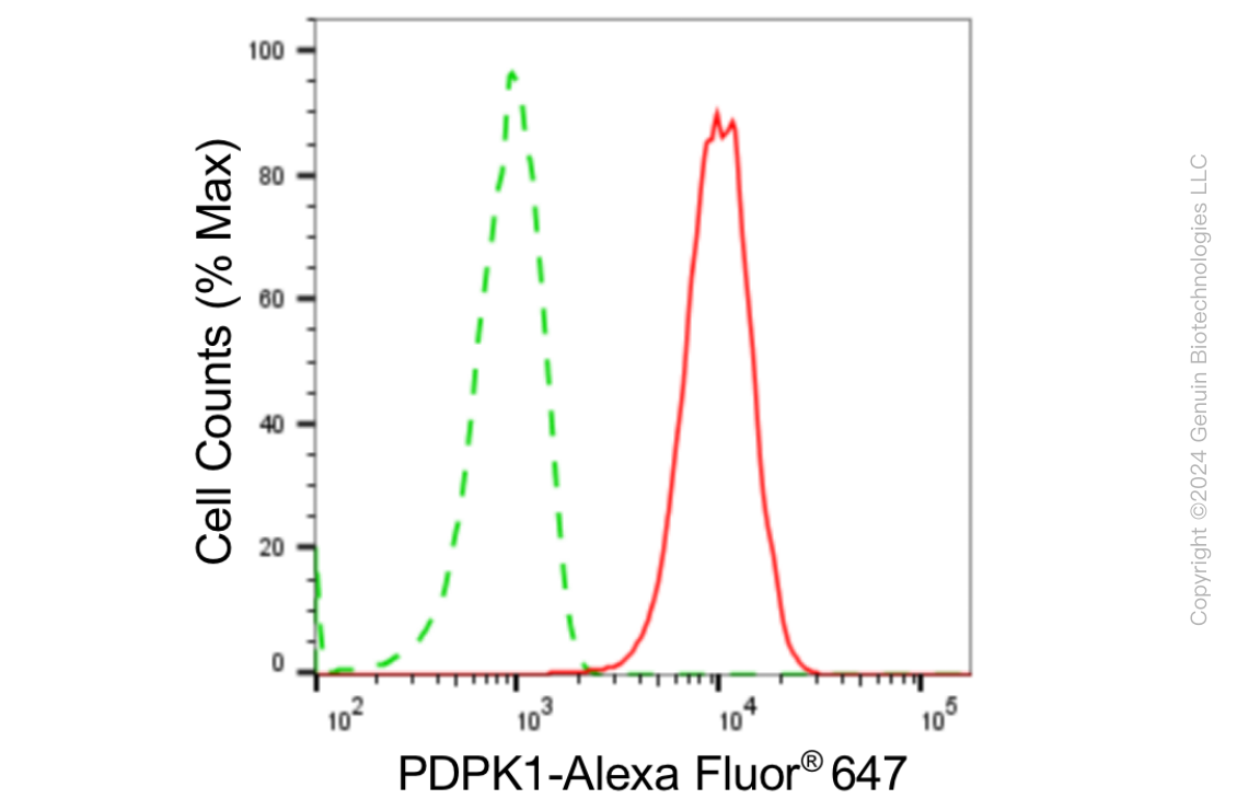 KD-Validated Anti-PDPK1 Rabbit Monoclonal Antibody ABG1887