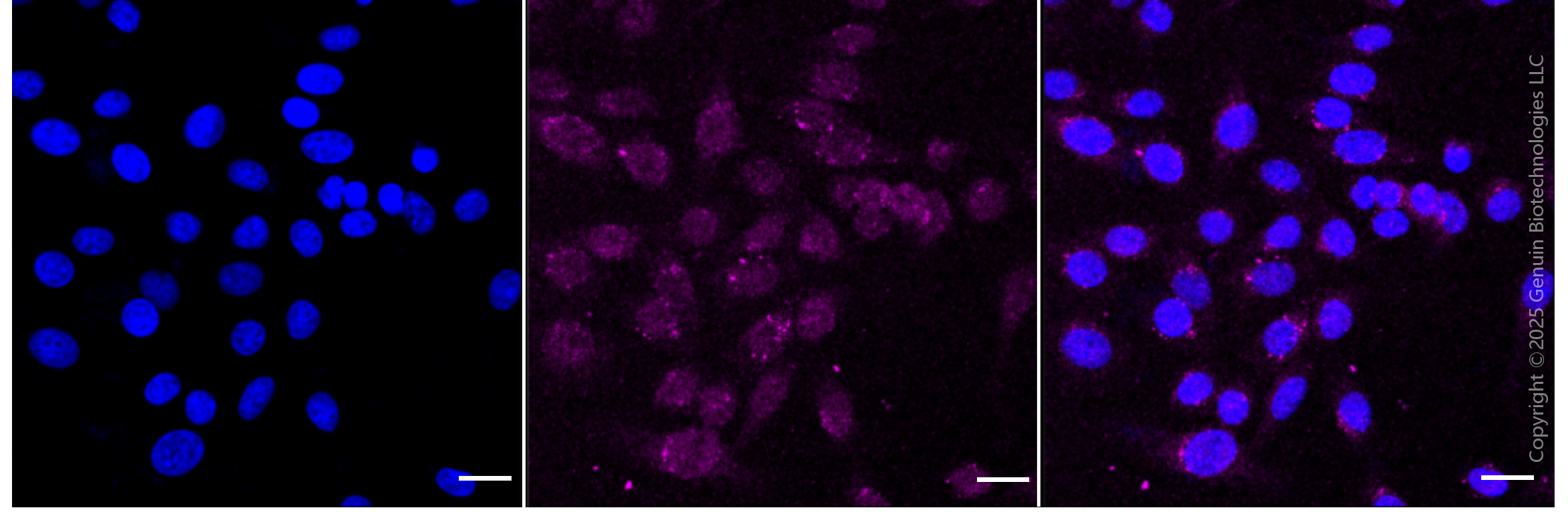 KD-Validated Anti-PDPK1 Rabbit Monoclonal Antibody ABG1887