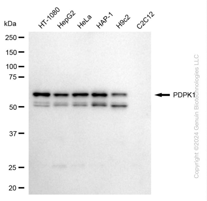 KD-Validated Anti-PDPK1 Rabbit Monoclonal Antibody ABG1887