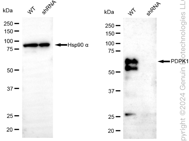 KD-Validated Anti-PDPK1 Rabbit Monoclonal Antibody ABG1887