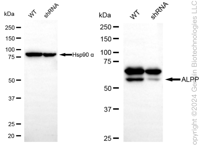 KD-Validated Anti-ALPP Rabbit Monoclonal Antibody ABG1888