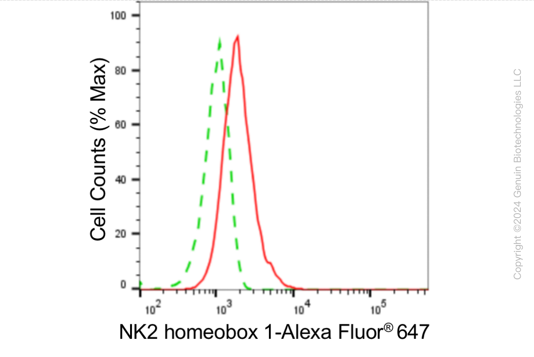 KD-Validated Anti-NK2 Homeobox 1 Rabbit Monoclonal Antibody ABG1889