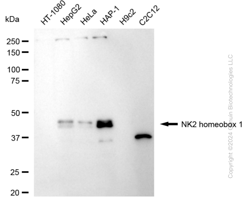 KD-Validated Anti-NK2 Homeobox 1 Rabbit Monoclonal Antibody ABG1889