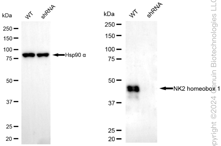 KD-Validated Anti-NK2 Homeobox 1 Rabbit Monoclonal Antibody ABG1889