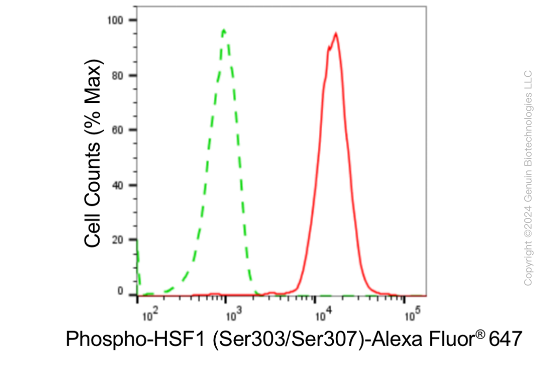 KD-Validated Anti-Phospho-HSF1 (Ser303/Ser307) Rabbit Monoclonal Antibody ABG1890
