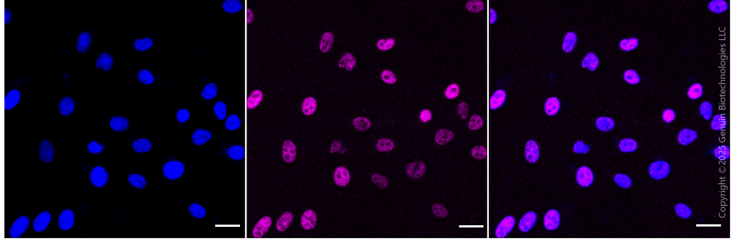 KD-Validated Anti-Phospho-HSF1 (Ser303/Ser307) Rabbit Monoclonal Antibody ABG1890
