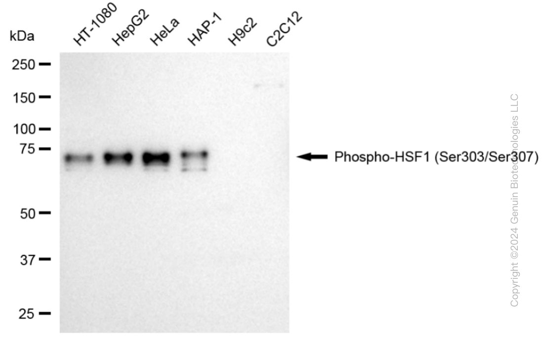 KD-Validated Anti-Phospho-HSF1 (Ser303/Ser307) Rabbit Monoclonal Antibody ABG1890