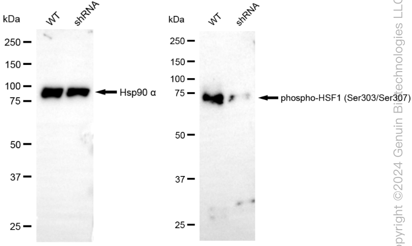 KD-Validated Anti-Phospho-HSF1 (Ser303/Ser307) Rabbit Monoclonal Antibody ABG1890