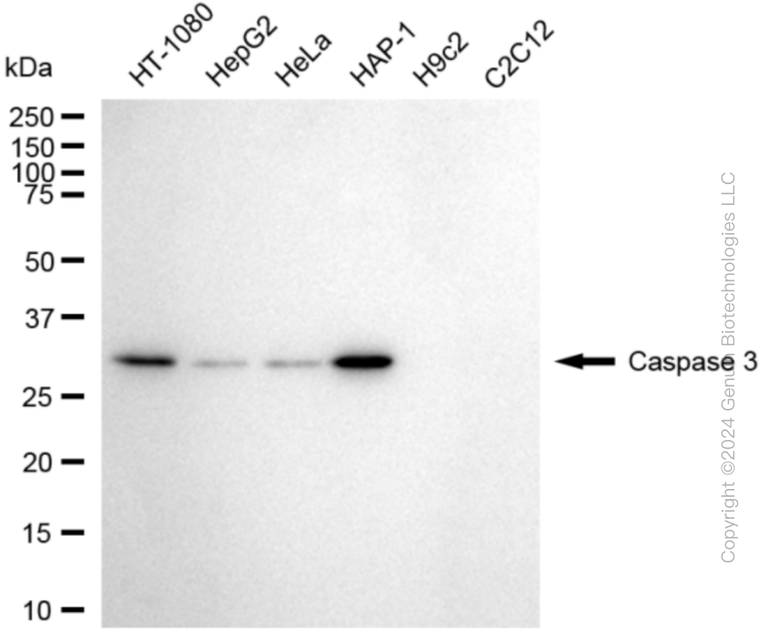 KD-Validated Anti-Caspase 3 Rabbit Monoclonal Antibody ABG1892