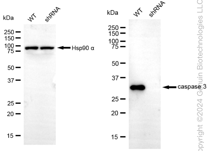 KD-Validated Anti-Caspase 3 Rabbit Monoclonal Antibody ABG1892