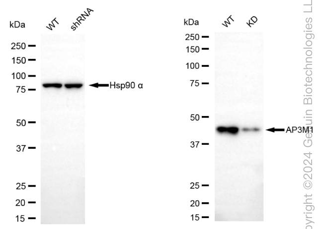 KD-Validated Anti-AP3M1 Rabbit Monoclonal Antibody ABG1893