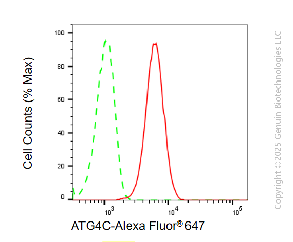 KD-Validated Anti-ATG4C Rabbit Monoclonal Antibody ABG1894