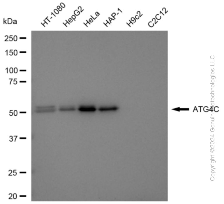 KD-Validated Anti-ATG4C Rabbit Monoclonal Antibody ABG1894